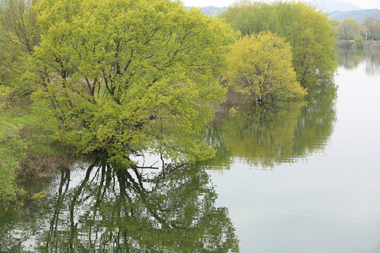 High angle and spring view of Red Leaf Willow(Salix chaenomeloides Kimura) with green leaf and branch on the water of Nonsancheon Stream near Nonsan-si, South Korea
