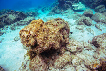 水底に沈んでいる、謎の遺跡。
恐らく第二次世界大戦後に破棄された、新島にあった旧日本海軍の基地に在籍した船の機材。

東京都伊豆諸島式根島-2020年10月3日
