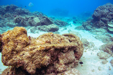 水底に沈んでいる、謎の遺跡。
恐らく第二次世界大戦後に破棄された、新島にあった旧日本海軍の基地に在籍した船の機材。

東京都伊豆諸島式根島-2020年10月3日

