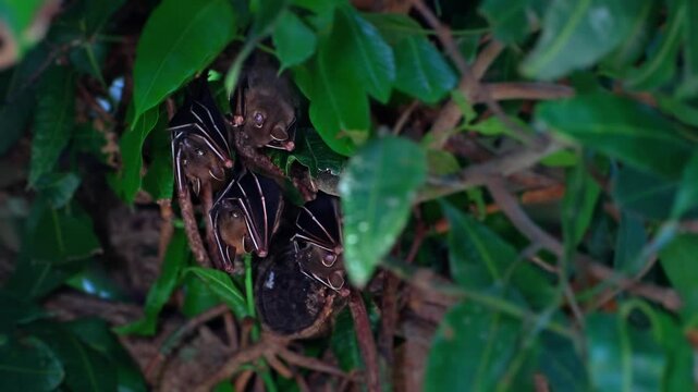 Group of Small Bats on a Mango Tree Branch