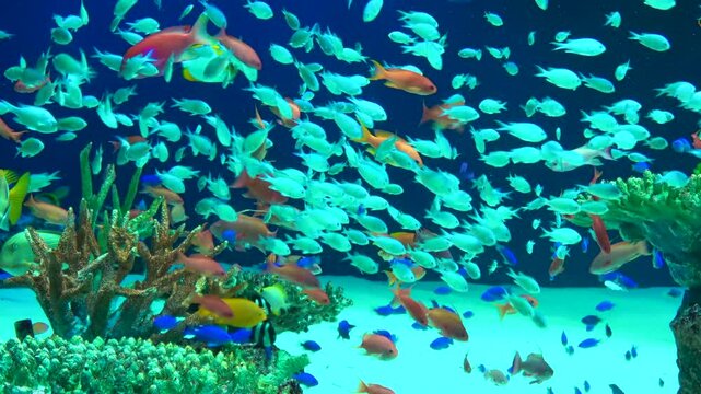 Schools of tropical fish swimming underwater by the coral reefs. 4K