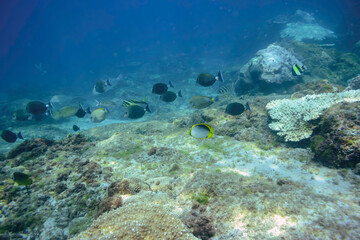 アケボノチョウチョウウオ（チョウチョウウオ科）、ハマフエフキ（フエフキダイ科）、テングハギ（ニザダイ科）、ツノダシ（ツノダシ科）他の群れ。
伊豆諸島式根島-2020年10月3日
Blackback Butterflyfish (Chaetodon melannotus), Spangled emperor (Lethrinus nebulosus), Bluespine Unicornfish (