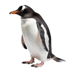 Fototapeta premium A standing penguin with a distinctive white belly, black back, orange beak, and white markings above the eyes