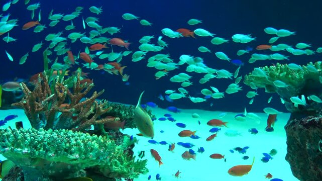 Schools of tropical fish and the Zebra shark swimming underwater by the coral reefs. 4K
