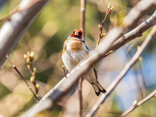 Detailed photo of an european goldfinch between branches