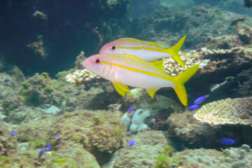 美しいアカヒメジ（ヒメジ科）他の群れ。

東京都伊豆諸島式根島-2020年10月3日

A school of the Beautiful Yellowfin goatfish (Mulloidichthys vanicolensis) and others. 
