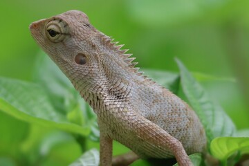 Thai chameleon on natural green background.