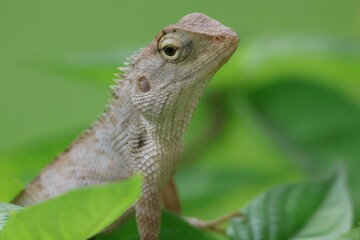 Thai chameleon on natural green background.