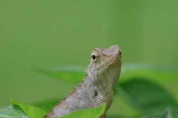 Thai chameleon on natural green background.