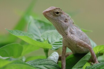 Thai chameleon on natural green background.