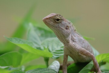 Thai chameleon on natural green background.