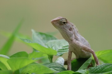 Obraz premium Thai chameleon on natural green background.