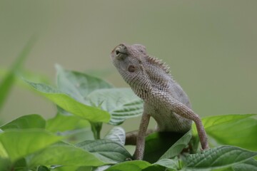 Thai chameleon on natural green background.