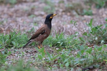 Beautiful common myna or Indian myna (Acridotheres tristis) walking on green grass in summer.