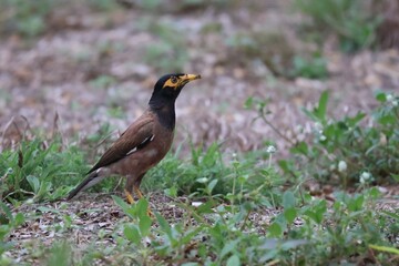 Beautiful common myna or Indian myna (Acridotheres tristis) walking on green grass in summer.