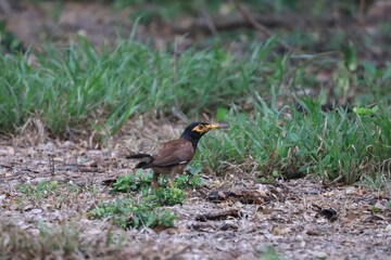 Beautiful common myna or Indian myna (Acridotheres tristis) walking on green grass in summer.