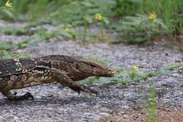 The Asian water monitor (Varanus salvator), also called common water monitor, is a large varanid lizard native to South and Southeast Asia.