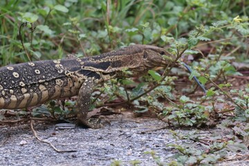 The Asian water monitor (Varanus salvator), also called common water monitor, is a large varanid lizard native to South and Southeast Asia.