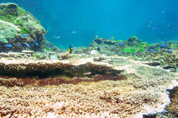 可愛いゴマハギ（ニザダイ科）、ヤリカタギ（チョウチョウウオ科）、ソラスズメダイ（スズメダイ科）他群れ
ウメイロモドキ（タカサゴ科）
東京都伊豆諸島式根島-2020年10月3日
Yellow and blueback fusilier (Caesio teres)
Twotone tang (Zebrasoma scopas)