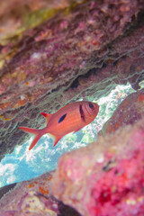 水中洞窟にいる、美しいナミマツカサ（イットウダイ科）他。

東京都伊豆諸島式根島-2020年10月3日

Beautiful Bigscale soldierfish (Myripristis kochiensis) and others in an underwater cave.
