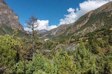 Green pine tree forest in the Himalayas with cloudy blue sky. Beautiful temperate forest in the mountains.