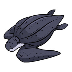 leatherback sea turtle hand drawn color vector illustration