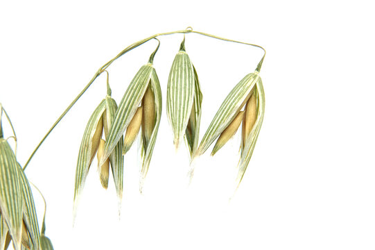 Close-up of green oat seed heads against a white background
