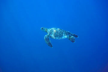 Obraz premium ゆったり泳ぐ美しく大きなアオウミガメ（ウミガメ科）。東京都伊豆諸島式根島-2020年10月3日A beautiful, large Green sea turtle (Chelonia mydas) swims leisurely. 
