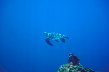ゆったり泳ぐ美しく大きなアオウミガメ（ウミガメ科）。

東京都伊豆諸島式根島-2020年10月3日

A beautiful, large Green sea turtle (Chelonia mydas) swims leisurely.
