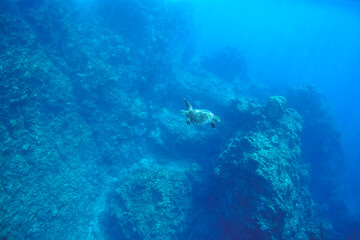 ゆったり泳ぐ美しく大きなアオウミガメ（ウミガメ科）。

東京都伊豆諸島式根島-2020年10月3日

A beautiful, large Green sea turtle (Chelonia mydas) swims leisurely.
