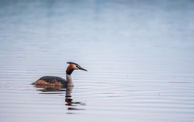 The waterfowl bird Great Crested Grebe swimming in the calm lake