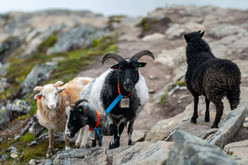 sheeps on the Romsdalseggen trail in the mountains of Andalsnes Norway in summer fog
