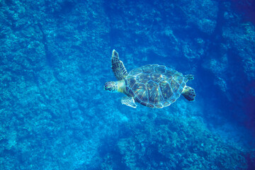 Obraz premium ゆったり泳ぐ美しく大きなアオウミガメ（ウミガメ科）。東京都伊豆諸島式根島-2020年10月3日A beautiful, large Green sea turtle (Chelonia mydas) swims leisurely. 