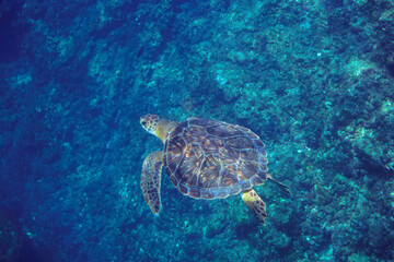 Obraz premium ゆったり泳ぐ美しく大きなアオウミガメ（ウミガメ科）。東京都伊豆諸島式根島-2020年10月3日A beautiful, large Green sea turtle (Chelonia mydas) swims leisurely. 