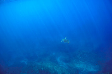 ゆったり泳ぐ美しく大きなアオウミガメ（ウミガメ科）。

東京都伊豆諸島式根島-2020年10月3日

A beautiful, large Green sea turtle (Chelonia mydas) swims leisurely.

