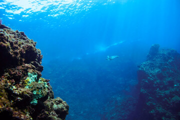 ゆったり泳ぐ美しく大きなアオウミガメ（ウミガメ科）。

東京都伊豆諸島式根島-2020年10月3日

A beautiful, large Green sea turtle (Chelonia mydas) swims leisurely.
