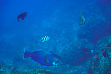 大きく美しいツバメウオ（ツバメウオ属）、アオブダイ（ブダイ科）他の群れ。

東京都伊豆諸島式根島-2020年10月3日

A beautiful and large Banded boarhead (Striped boarfish) 
Knobsnout Parrotfish (Scarus ovifrons),
