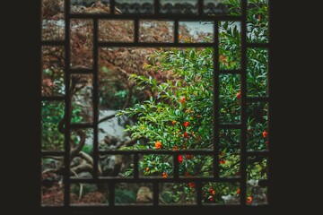 A view through a window, framed by a grid, shows a lush garden with green leaves and a burst of orange flowers.