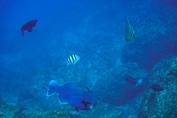 大きく美しいツバメウオ（ツバメウオ属）、アオブダイ（ブダイ科）他の群れ。

東京都伊豆諸島式根島-2020年10月3日

A beautiful and large Banded boarhead (Striped boarfish) 
Knobsnout Parrotfish (Scarus ovifrons),
