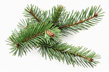 Fresh green pine branch with cones, isolated on white background winter flora for xmas decoration