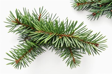 Fresh green pine branch with cones, isolated on white background winter flora for xmas decoration