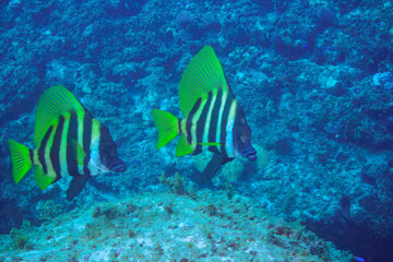 美しく大きなテングダイ（カワビシャ科）他の群れ。

東京都伊豆諸島式根島-2020年10月3日

A beautiful and large Banded boarhead (Striped boarfish) and others.
