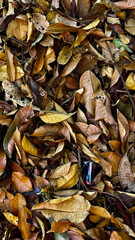 A bunch of fallen dry leaves close up background Outdoor