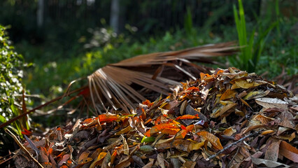 A bunch of fallen dry leaves close up background Outdoor