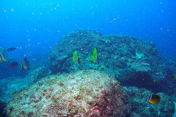 大きく美しいツバメウオ（ツバメウオ属）、テングダイ（カワビシャ科）他の群れ。

東京都伊豆諸島式根島-2020年10月3日

A beautiful and large Banded boarhead (Striped boarfish) 
Longfin Batfish (Platax teira)