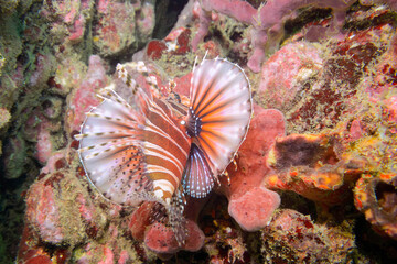 広げた羽根が美しいキリンミノ（フサカサゴ科）。

東京都伊豆諸島式根島-2020年10月3日

学名：Zebra turkeyfish (Dendrochirus zebra) 
