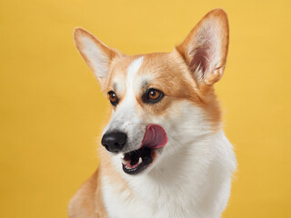 A lively Pembroke Welsh Corgi dog licks its nose, set against a sunny yellow background