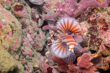 広げた羽根が美しいキリンミノ（フサカサゴ科）。

東京都伊豆諸島式根島-2020年10月3日

学名：Zebra turkeyfish (Dendrochirus zebra) 
