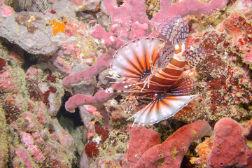 広げた羽根が美しいキリンミノ（フサカサゴ科）。

東京都伊豆諸島式根島-2020年10月3日

学名：Zebra turkeyfish (Dendrochirus zebra) 
