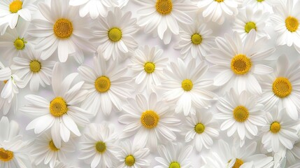 Fototapeta premium A close-up of white daisies with yellow centers, arranged in a dense pattern, creating a beautiful floral display